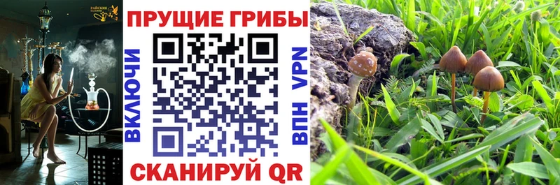 что такое   Зеленокумск  Галлюциногенные грибы MAGIC MUSHROOMS 